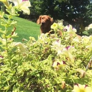 Meet your Posher, Chase