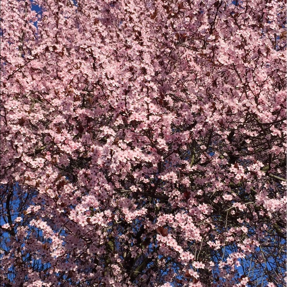 Meet your Posher, Brooke - Picture 2 of 2