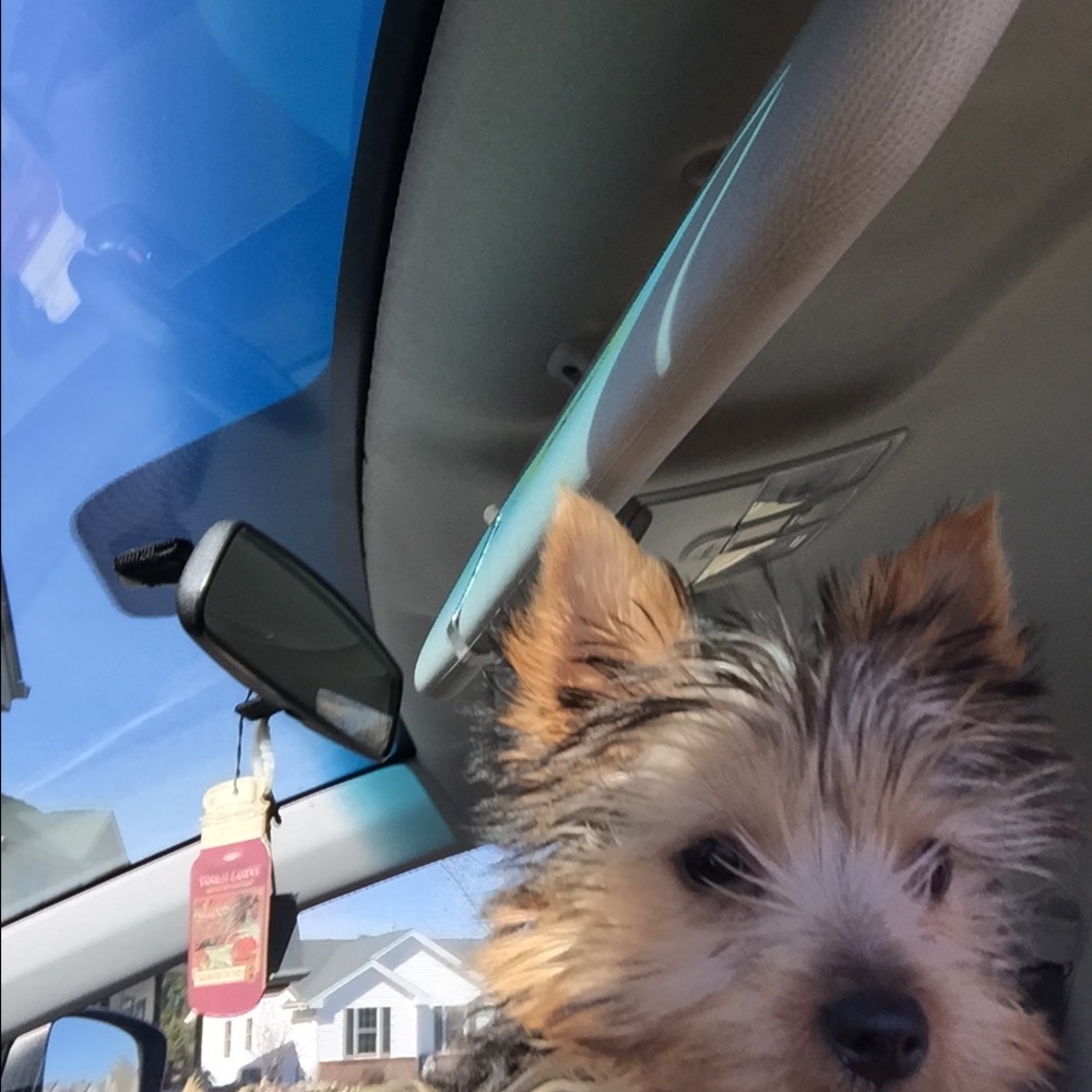 Meet your Posher, Candy