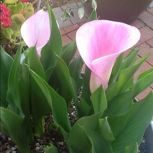 Meet your Posher, Claudia