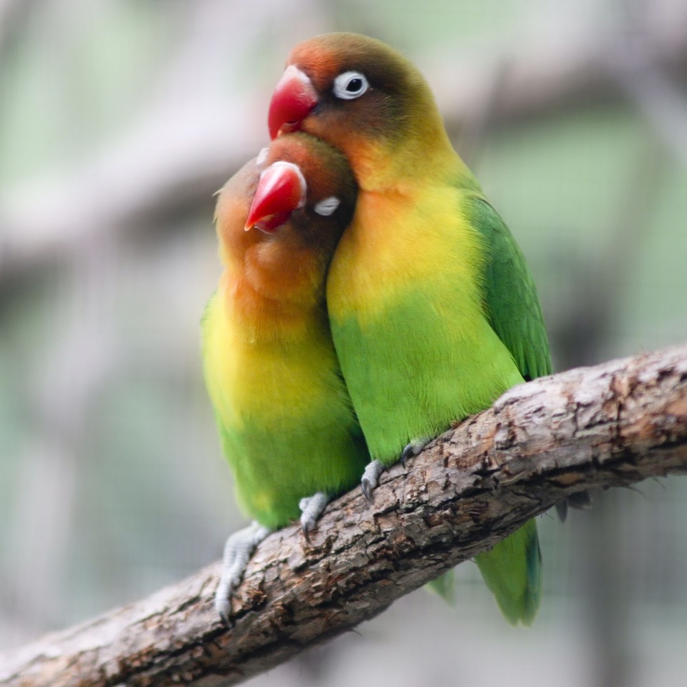 Meet your Posher, Bkbirdies