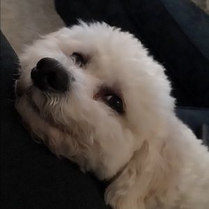 Meet your Posher, Dora