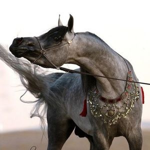 Meet your Posher, Mikaela