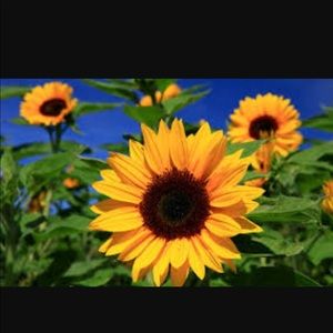 Meet your Posher, Sarai