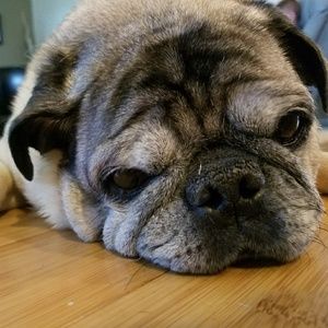 Meet your Posher, Debbie