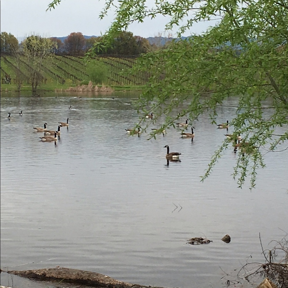 Meet your Posher, Dana