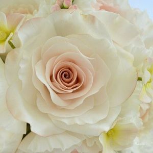 Meet your Posher, Lakshmi