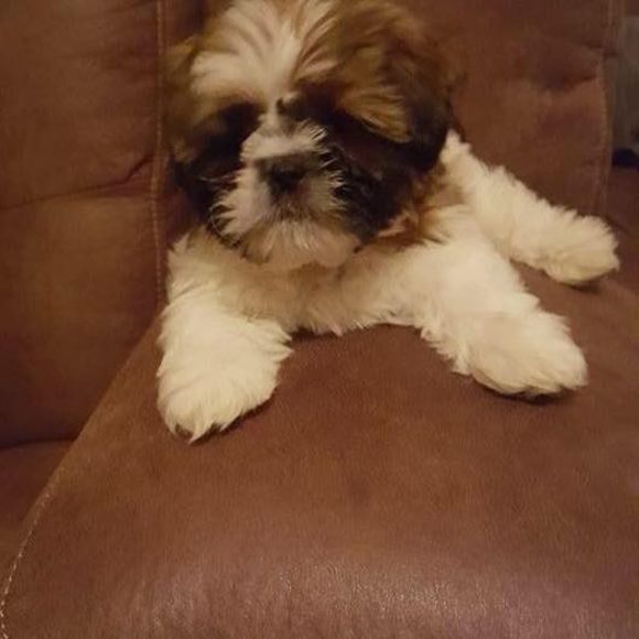 Meet your Posher, Kathy - Picture 1 of 1