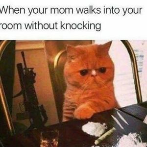 Meet your Posher, William