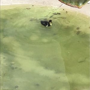 Meet your Posher, Ariel