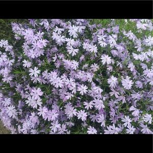 Meet your Posher, Abigail