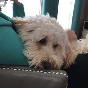 Meet your Posher, Bailey