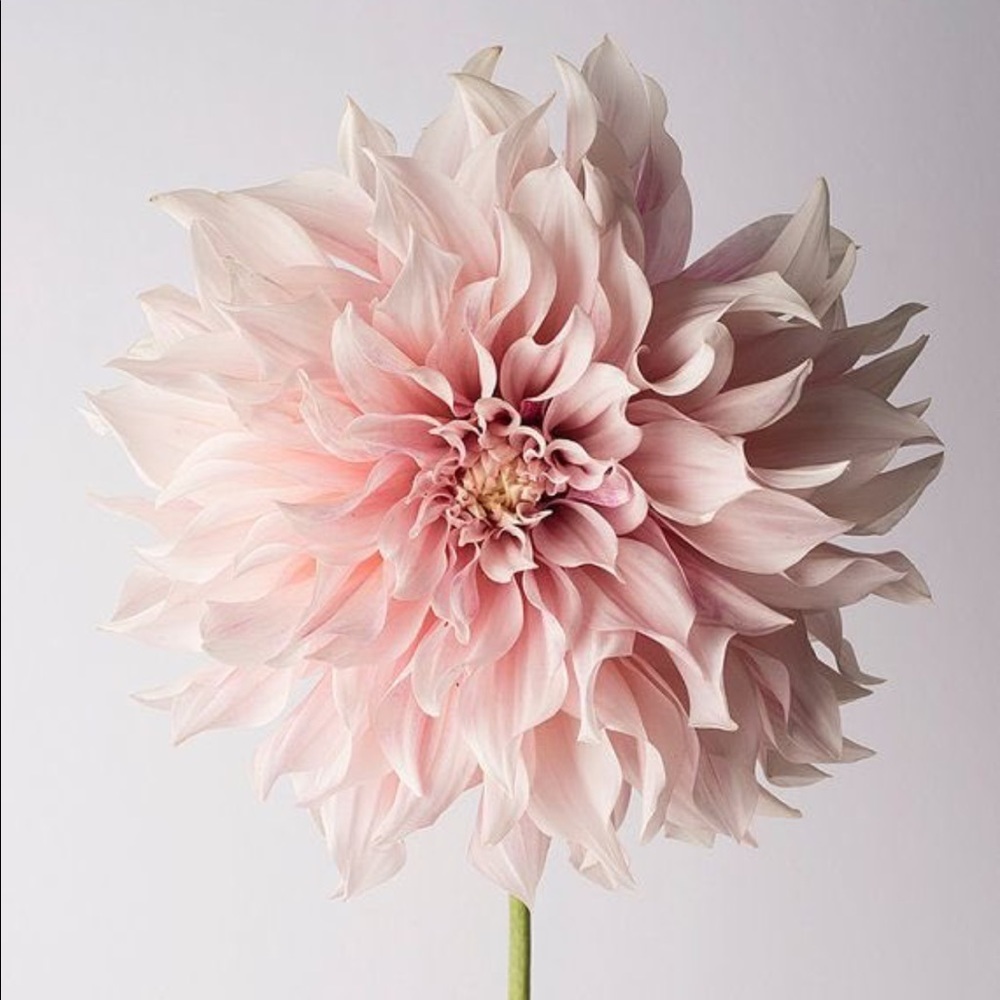 Meet your Posher, Mikayla