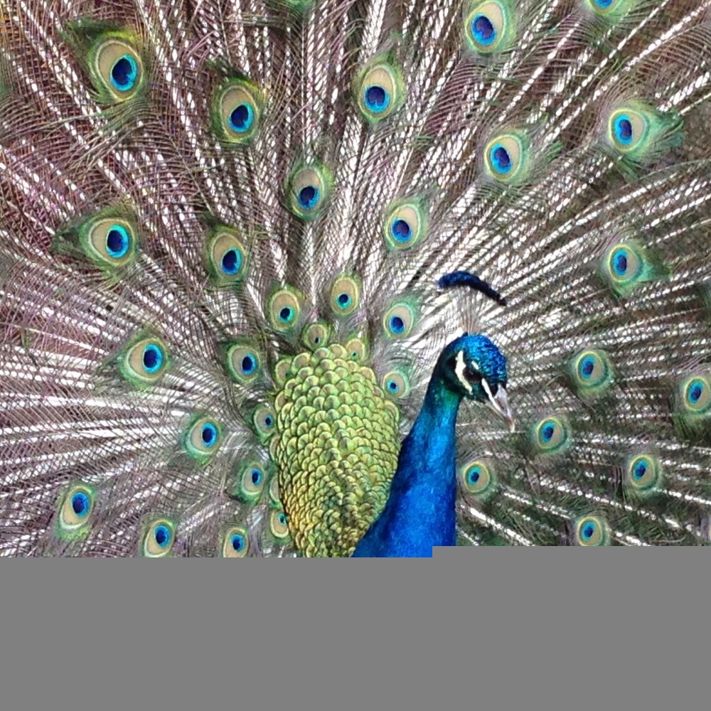 Meet your Posher, Denise