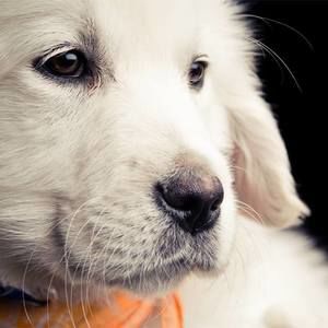 Meet your Posher, Molly