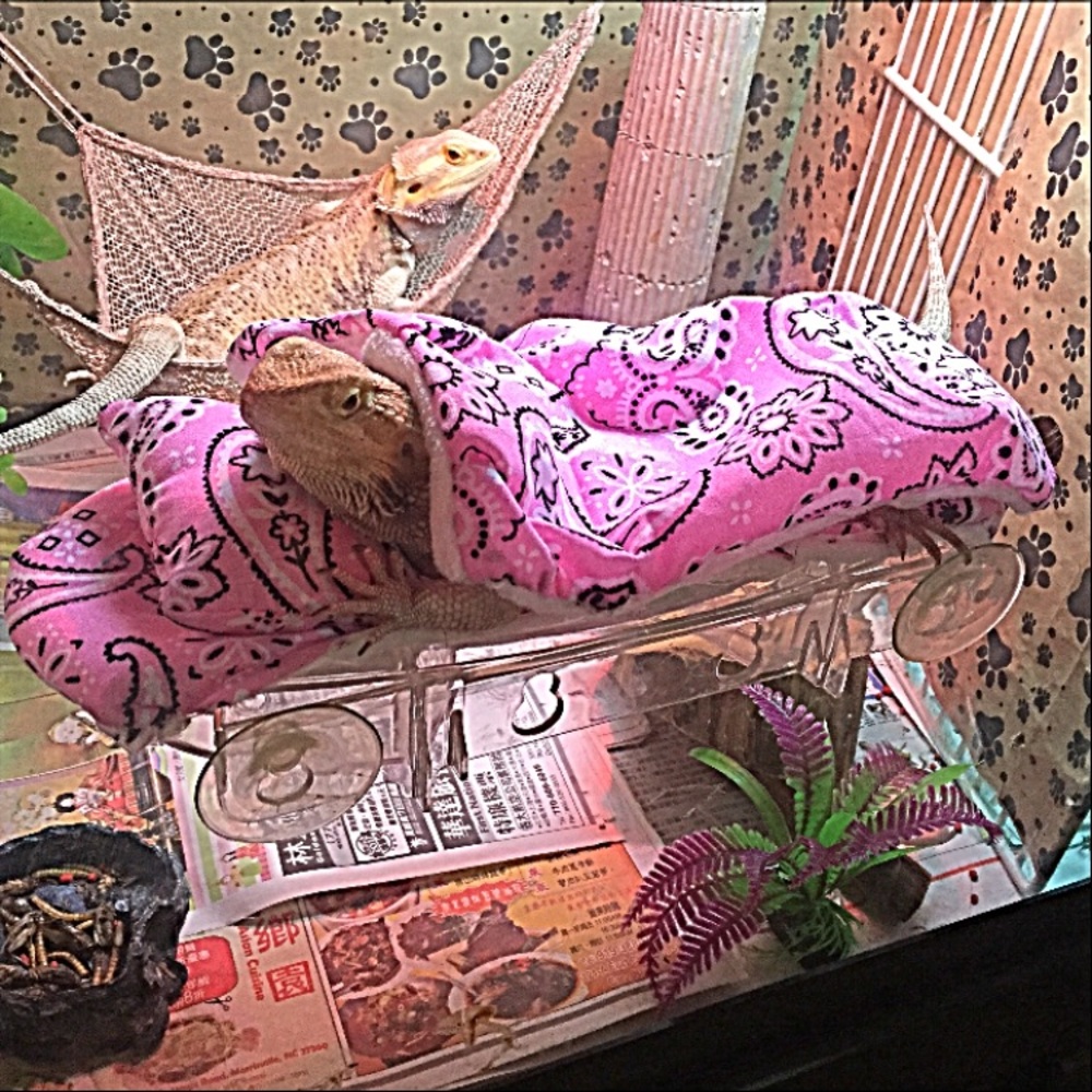 BEARDED DRAGON ATTACHABLE RESTING BED COVERS