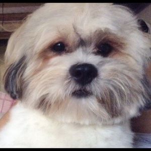 Meet your Posher, Misty