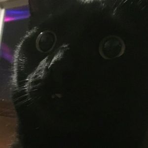 Meet your Posher, Corrine