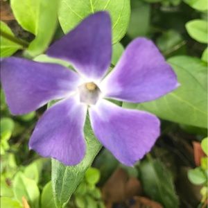 Meet your Posher, Bertha