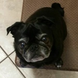 Meet your Posher, Paula