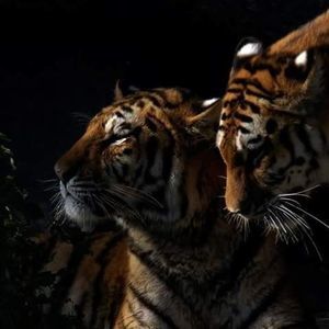 Meet your Posher, Denise