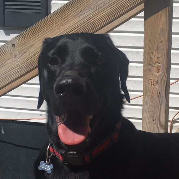 Meet your Posher, Mckenzy - Picture 1 of 1