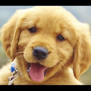 Meet your Posher, Gregory