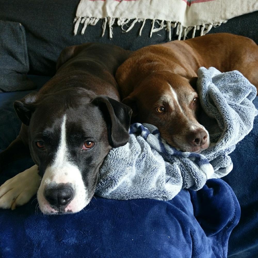 Meet your Posher, Kristal