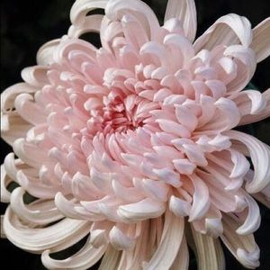 Meet your Posher, Cheng