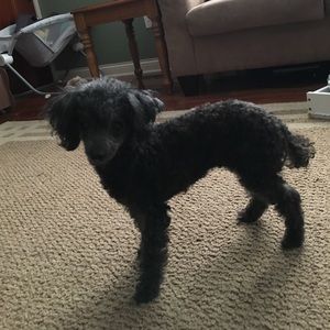 Meet your Posher, Jess