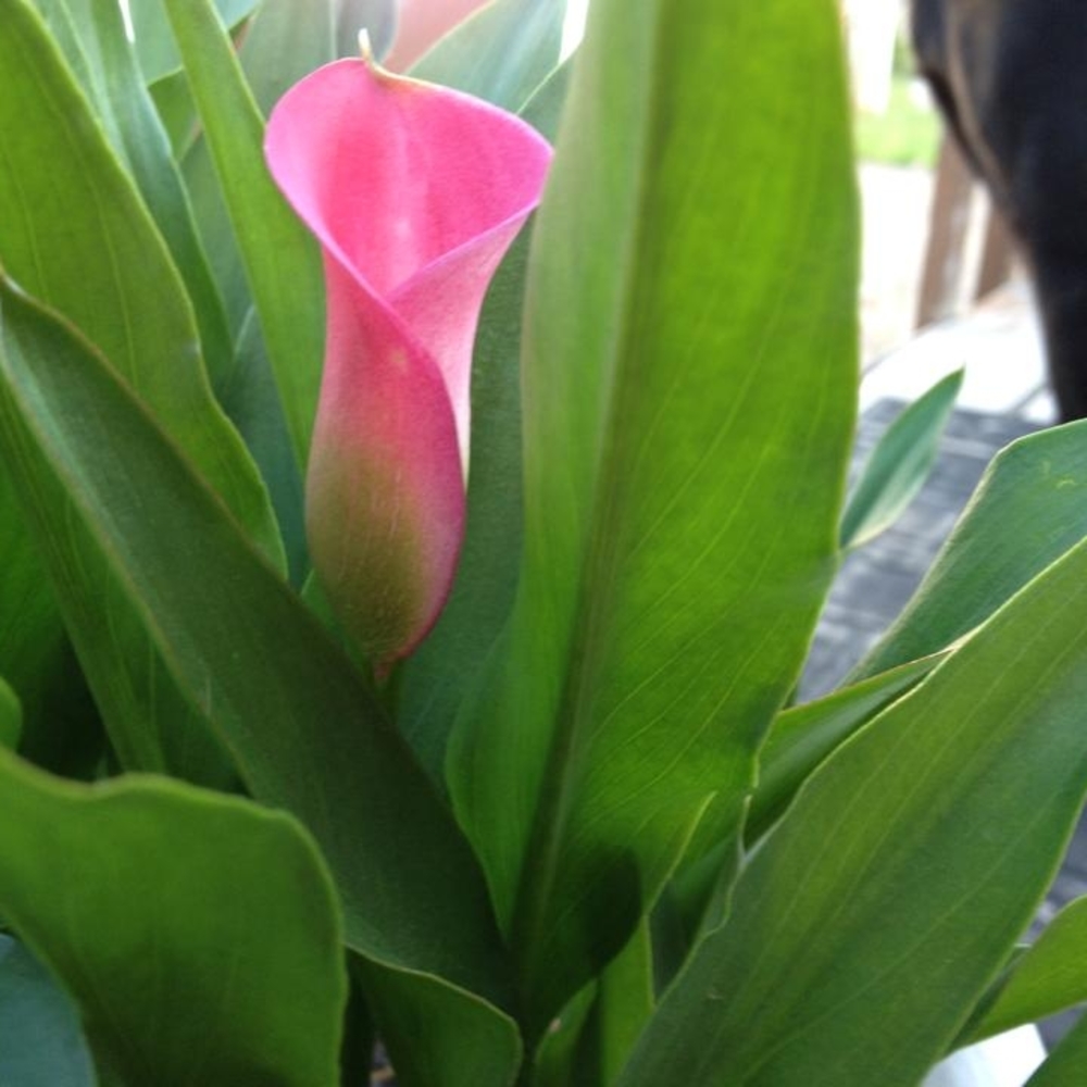 Meet your Posher, Sherie