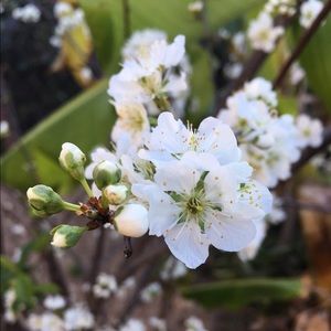 Meet your Posher, Sierra