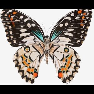 Meet your Posher, Brittney