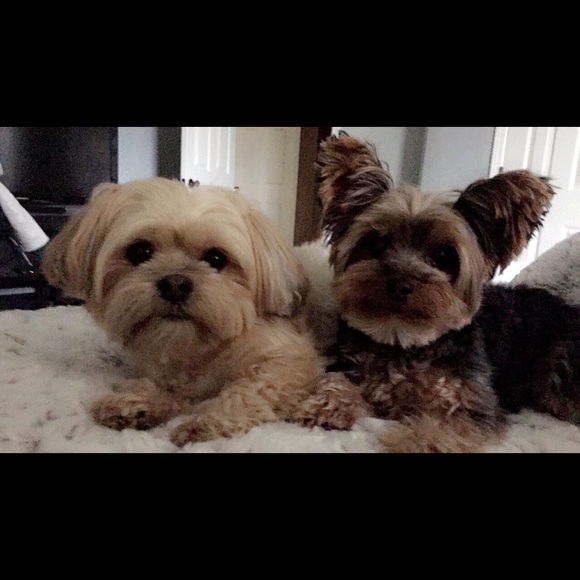 Meet your Posher, Taylor - Picture 1 of 1