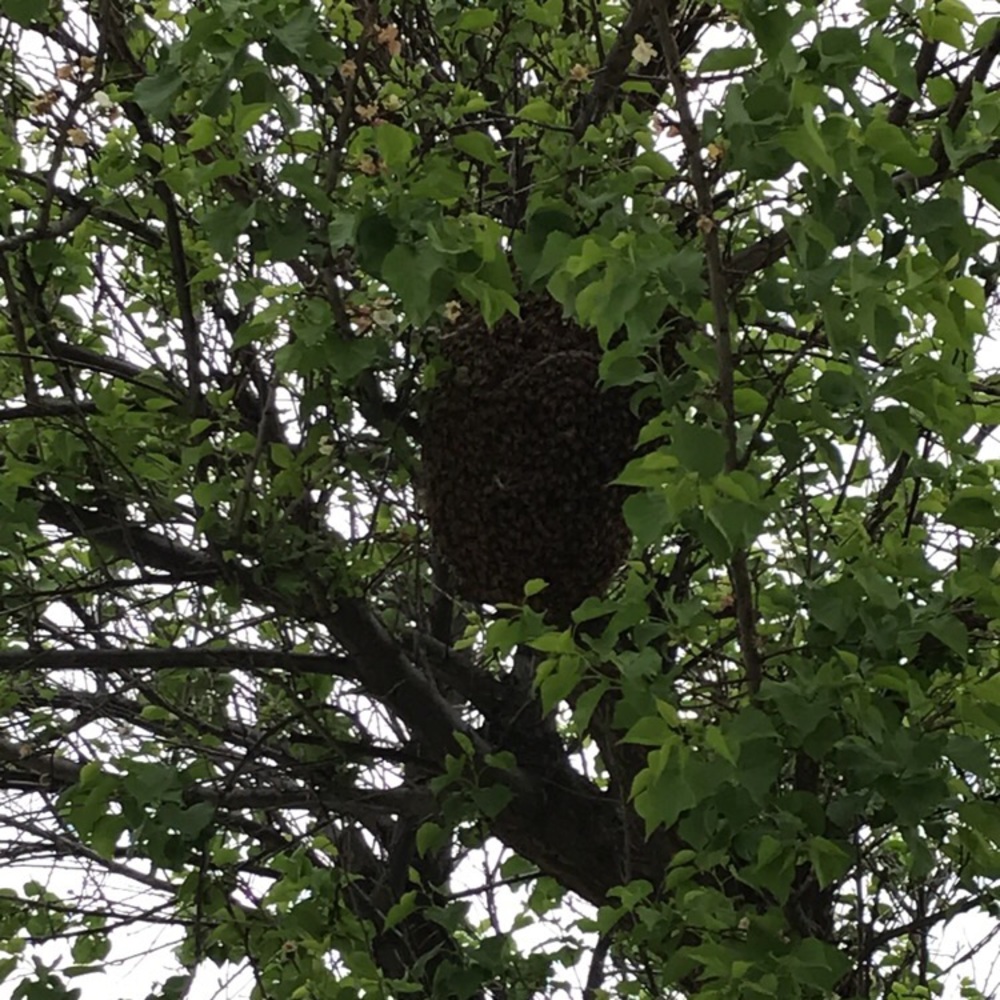 Meet your Posher, Davi