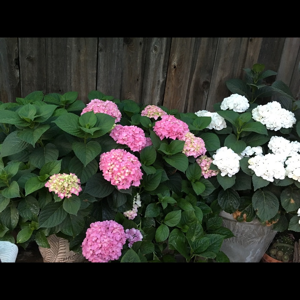 Meet your Posher, Lyn