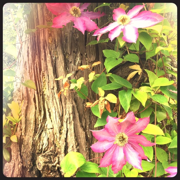 Meet your Posher, Jillian - Picture 1 of 1