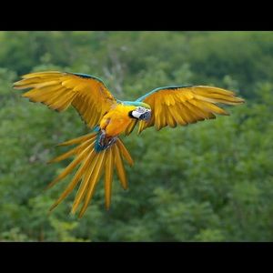 Meet your Posher, Miranda