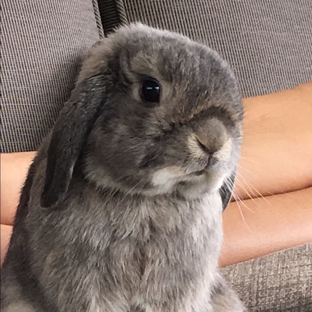 Meet your Posher, Bella