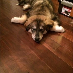 Meet your Posher, Steve