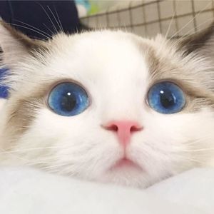 Meet your Posher, Shangshang