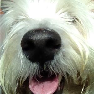 Meet your Posher, Terri