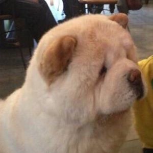 Meet your Posher, Yan