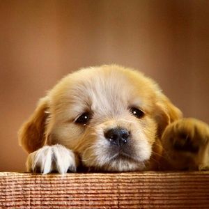 Meet your Posher, Barbie