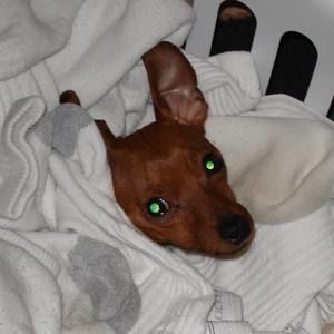 Meet your Posher, Fred