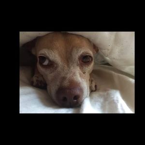 Meet your Posher, Messina