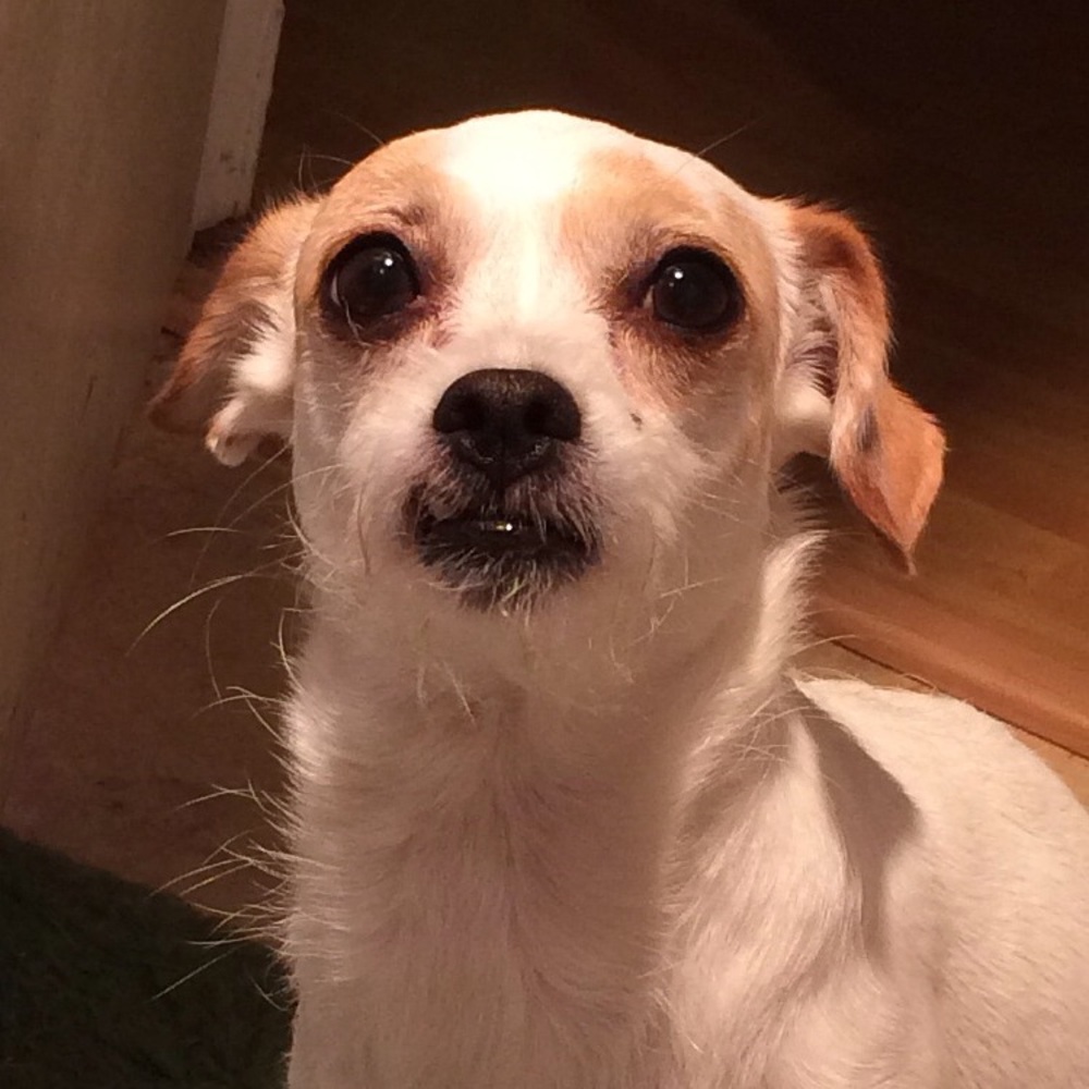 Meet your Posher, Tim