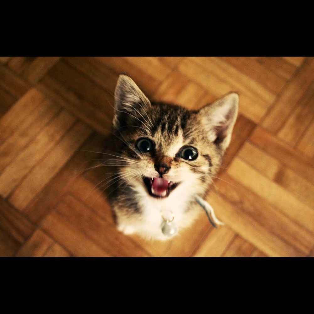 Meet your Posher, Kelin