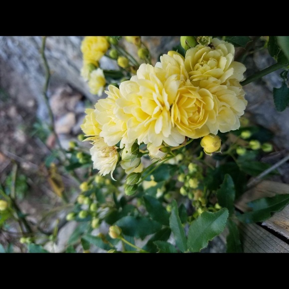 Meet your Posher, Shiv - Picture 1 of 1