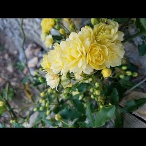 Meet your Posher, Shiv